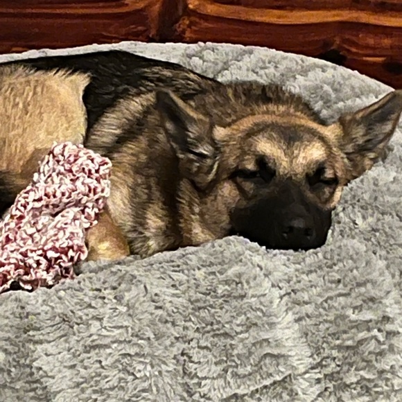 Meet your Posher, Jeanie - Picture 11 of 16